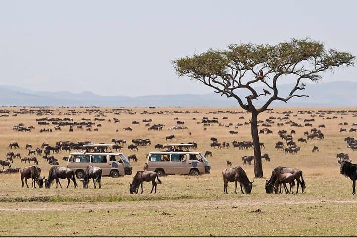 8-Day Best of Kenya Wildlife Safari on 4x4 Land Cruiser — Ol Pejeta to Masai Mara photo 6