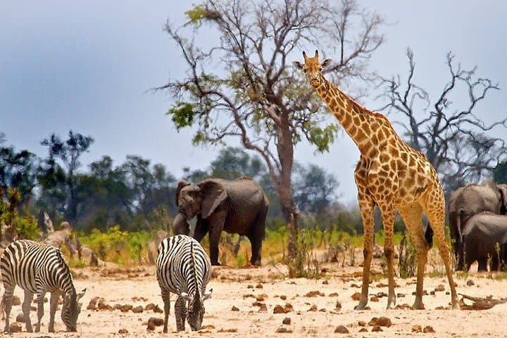 10-Day Big Five Kenya Safari and Diani Beach Escape photo 3