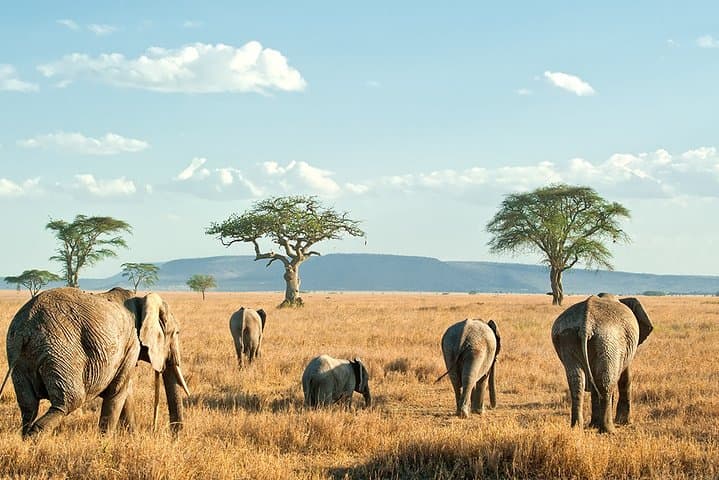 9-Day Taste of Kenya: Big Five Luxury Safari through Tsavo, Amboseli & Maasai Mara