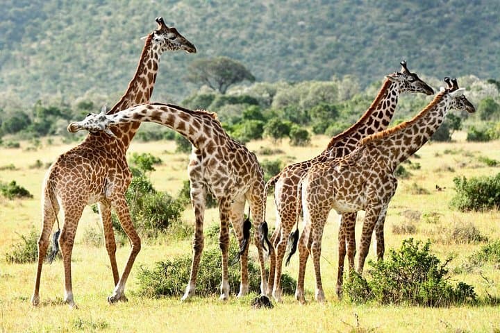 9-Day Taste of Kenya: Big Five Luxury Safari through Tsavo, Amboseli & Maasai Mara photo 2