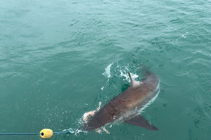 Shark Cage Diving in Gansbaai: Close Encounters with Great Whites photo 6