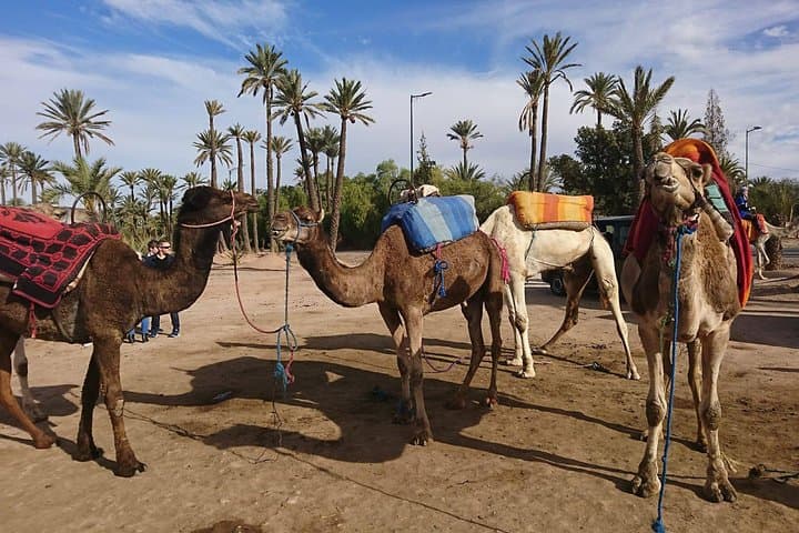 Two-Hour Camel Ride in Marrakech Palmeraie: Palm-Grove Excursion & Village Visit photo 4