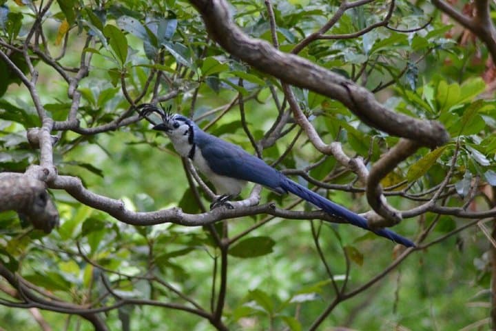 Maderas Volcano Hike on Ometepe Island — Summit the Crater Lake and Track Howler Monkeys photo 5