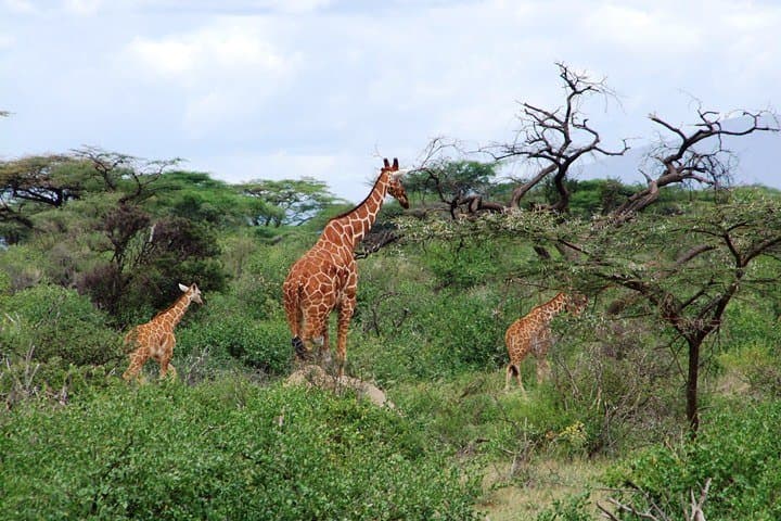 Shimba Hills 1.5-Day Safari — Rainforest, Waterfall & Rare Sable Sighting photo 6