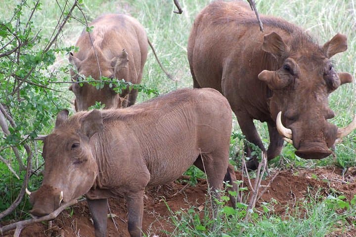2-Day Tsavo East & Taita Hills Safari from Mombasa — Salt Lick Lodge Overnight photo 4