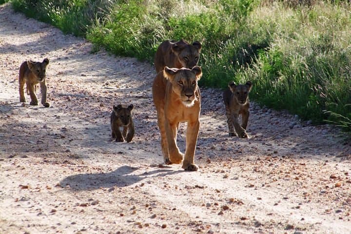 Two-Day Tsavo East & Ngutuni Sanctuary Safari from Mombasa photo 6