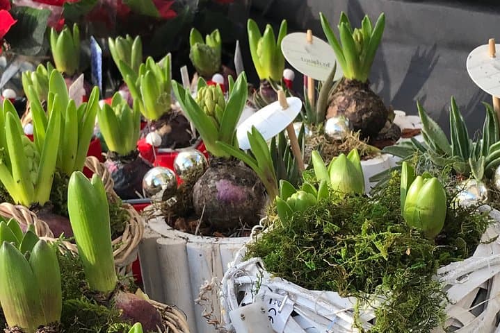 Half-Day Amsterdam Jordaan Private Walking Tour — Explore Canals, Markets & Local Life photo 4