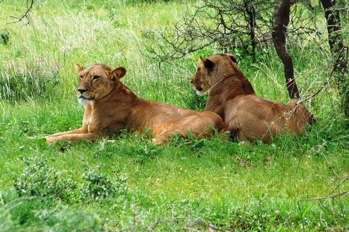 3-Day Masai Mara Air Safari from Diani Beach — Wildebeest Migration & Big Five photo 4