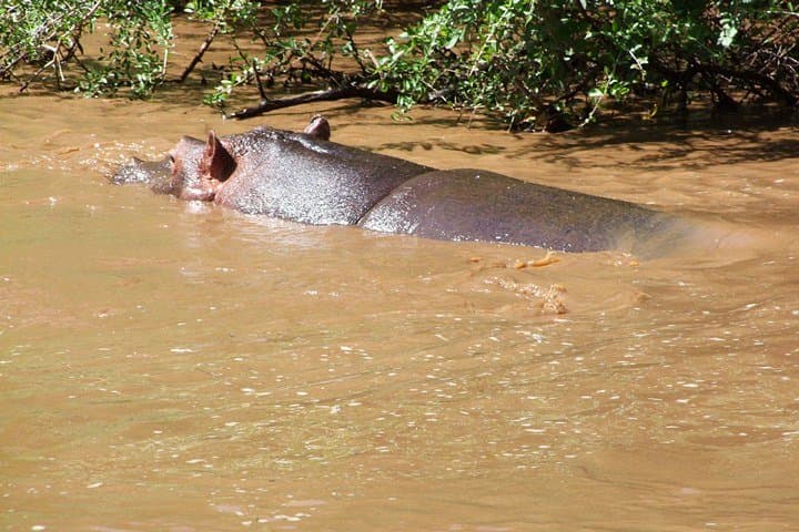3-Day Masai Mara Air Safari from Diani Beach — Wildebeest Migration & Big Five photo 6