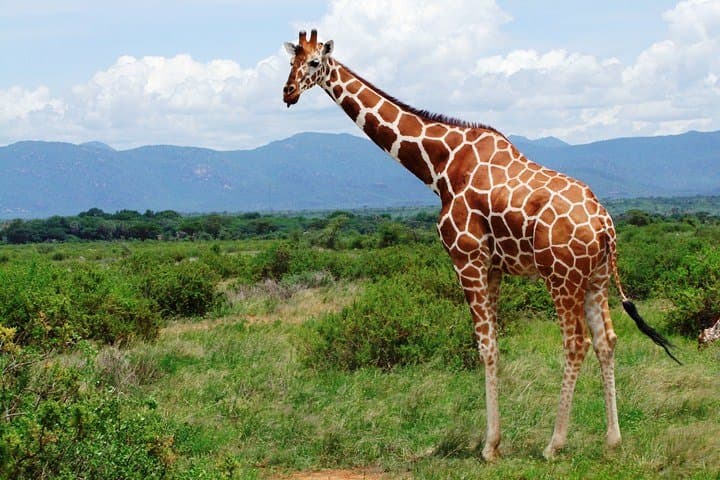 Shimba Hills Day Trip from Diani Beach: Sheldrick Falls Rainforest Walk photo 4