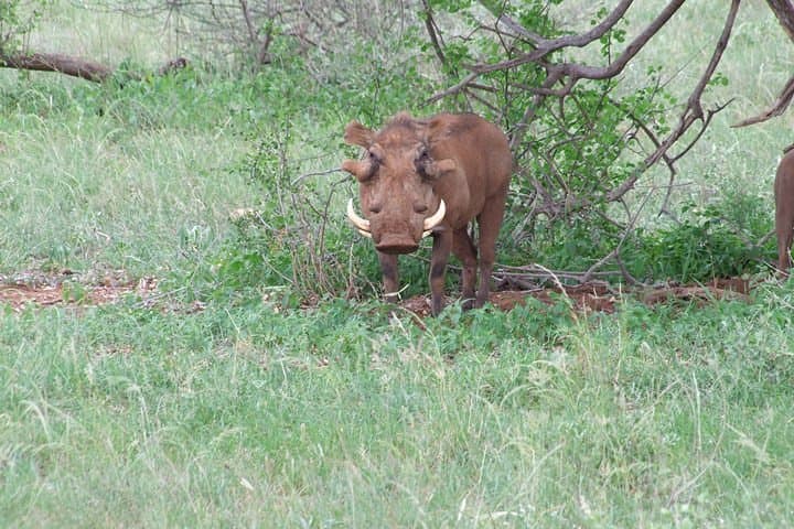 Shimba Hills Day Trip from Diani Beach: Sheldrick Falls Rainforest Walk photo 5