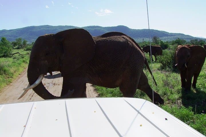 Shimba Hills Day Trip from Diani Beach: Sheldrick Falls Rainforest Walk photo 6