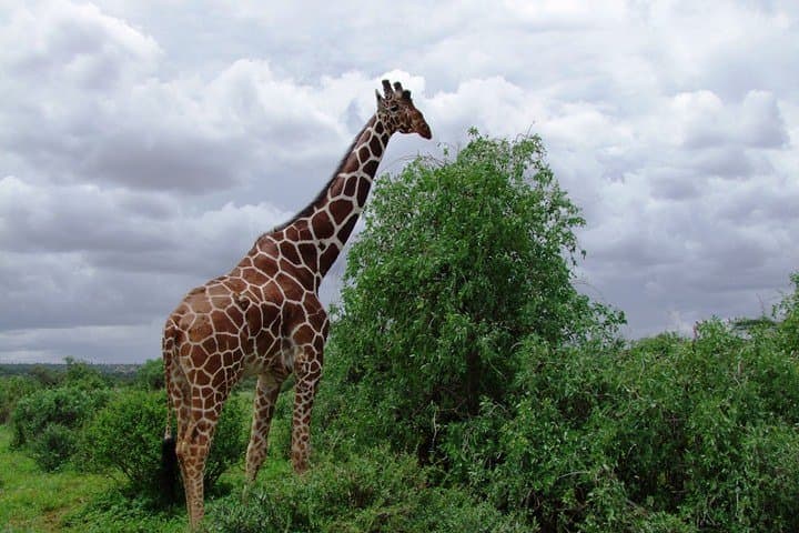 Ultimate 3-Day Maasai Mara Safari From Nairobi by Road photo 3