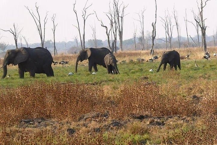 Full-Day Chobe Safari from Livingstone — River Cruise & Afternoon Game Drive