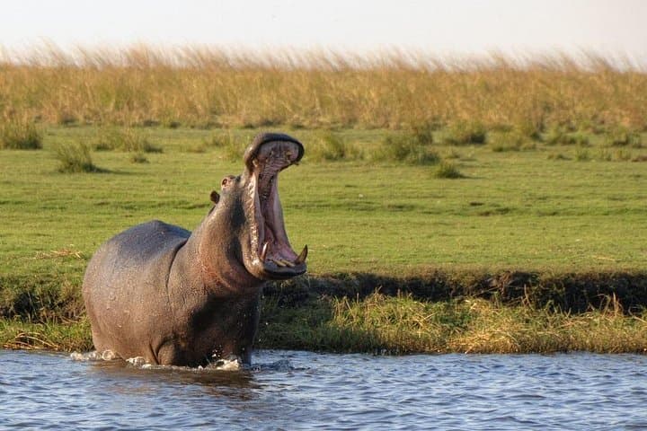 Victoria Falls and Chobe: 5-Day Falls, Safari & Zambezi Adventure photo 2