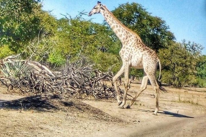 Full-Day Chobe Safari from Livingstone — River Cruise & Afternoon Game Drive photo 2