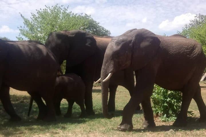 Full-Day Chobe Safari from Livingstone — River Cruise & Afternoon Game Drive photo 3
