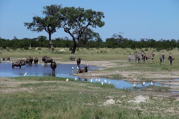 Full-Day Chobe Safari from Livingstone — River Cruise & Afternoon Game Drive photo 4