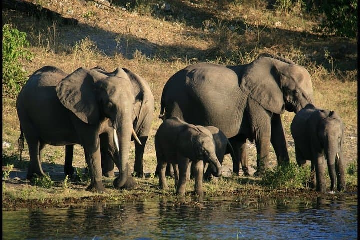Full-Day Chobe Safari from Livingstone — River Cruise & Afternoon Game Drive photo 5