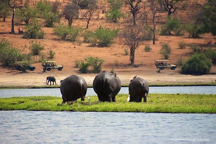 Full-Day Chobe Safari from Livingstone — River Cruise & Afternoon Game Drive photo 6