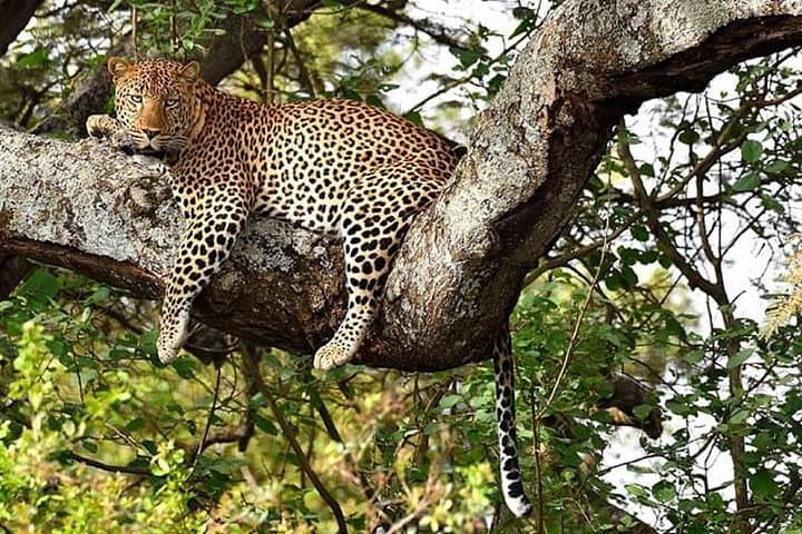 3-Day Private Safari in Meru National Park — Rhinos, Lions & Elsa’s Legacy