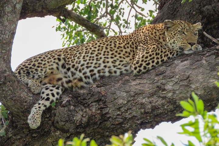 Kruger Sunset Safari: Evening Game Drive from Phabeni Gate photo 6