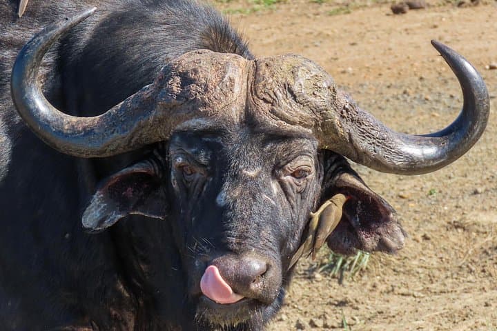 Private Kruger Safari from Hazyview: 2–3 Day Luxury Game Drives & Walking Tours photo 6