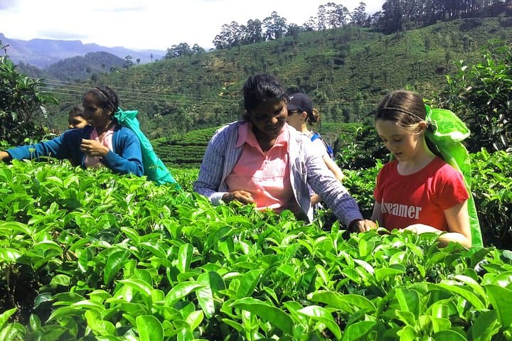 Haputale Tea Plantation Tour: Tea Factory Visit, Plucking & Village Lunch photo 3