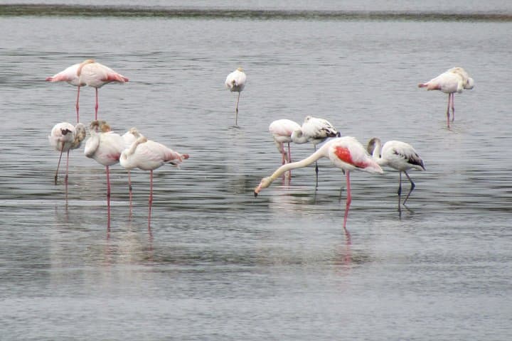 Ria Formosa Birdwatching Day Tour: Flamingos, Saltpans & Hidden Hides photo 2