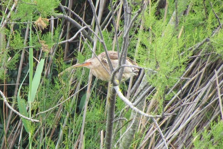 Ria Formosa Birdwatching Day Tour: Flamingos, Saltpans & Hidden Hides photo 4