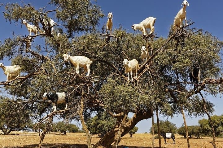 Agadir to Essaouira Private Day Trip: Coastal History, Argan Cooperatives & Port Walk photo 3