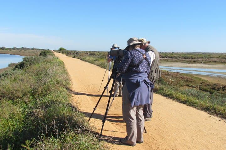 Half-Day Birdwatching in Ria Formosa Natural Park, Faro