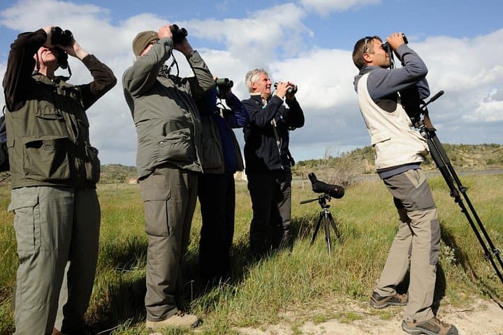 Souss-Massa Birdwatching Near Agadir — See the Northern Bald Ibis photo 1