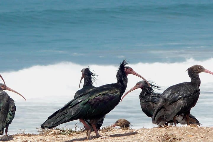 Souss-Massa Birdwatching Near Agadir — See the Northern Bald Ibis photo 3