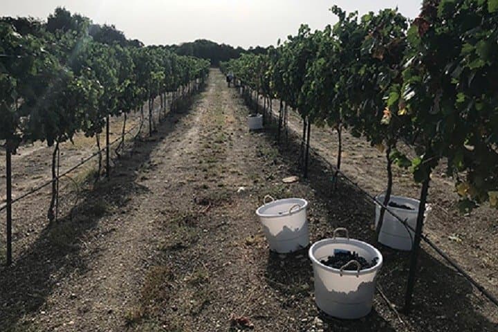 North Texas Wineries and Vineyards Tour: Three Winery Tastings from Fort Worth photo 5