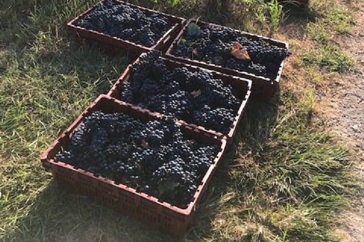 North Texas Wineries and Vineyards Tour: Three Winery Tastings from Fort Worth photo 6