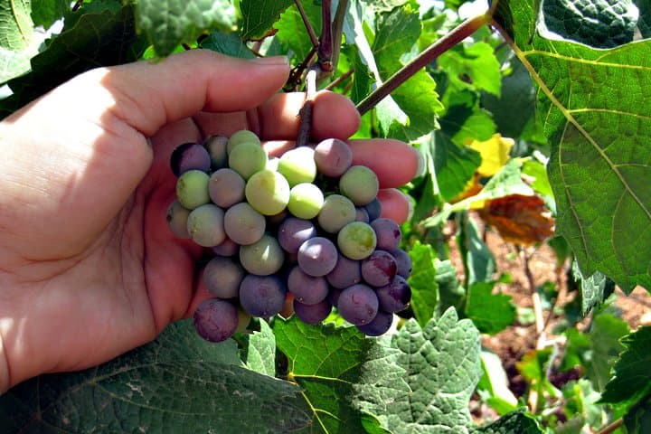 North Texas Wineries and Vineyards Tour: Three Winery Tastings from Fort Worth photo 3