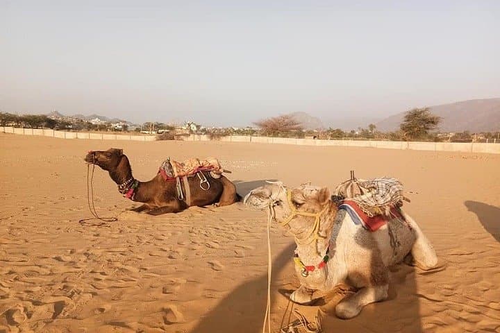 9-Day Rajasthan Private Safari: Jaisalmer, Khuri Desert & Golden Triangle Experience