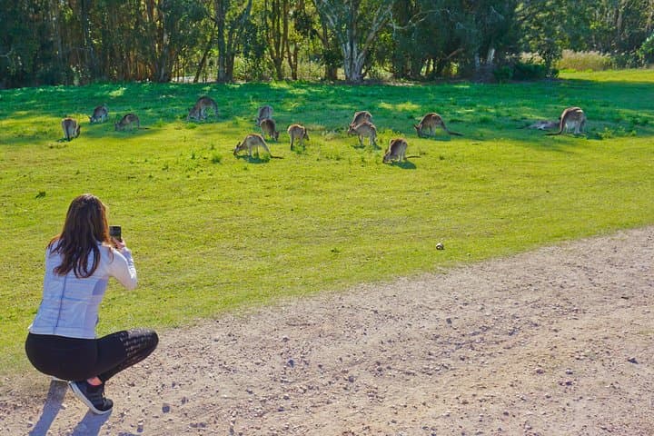 Kangaroos & Koalas in the Wild — Private Gold Coast Wetland Walk photo 3