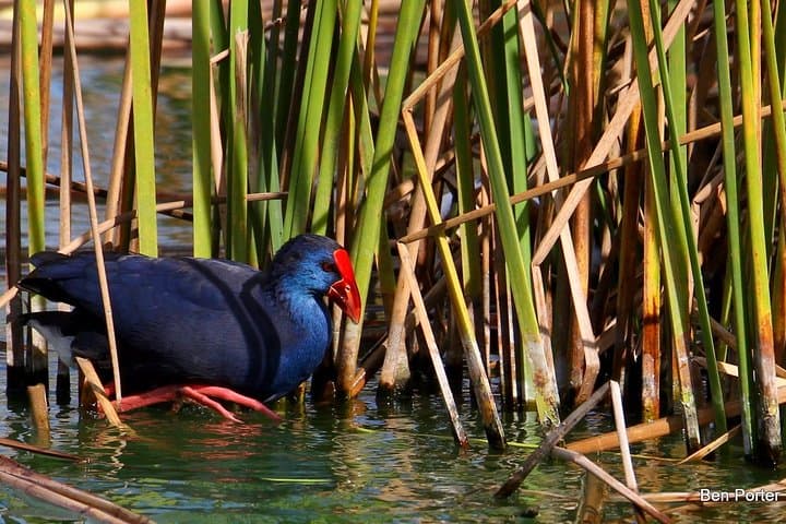 Half-Day Birdwatching in Ria Formosa Natural Park, Faro photo 2