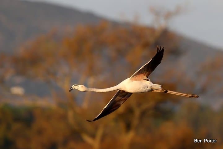 Half-Day Birdwatching in Ria Formosa Natural Park, Faro photo 3
