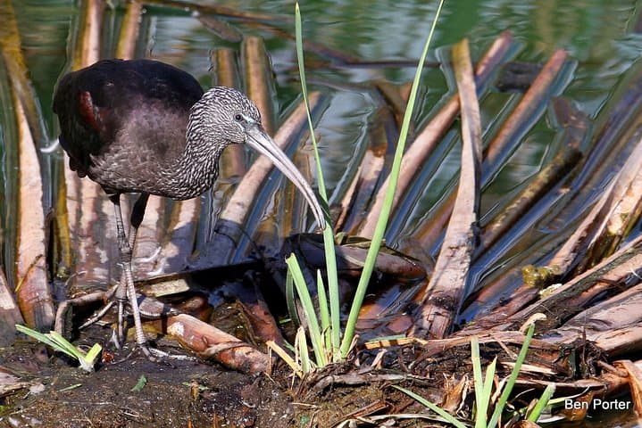 Half-Day Birdwatching in Ria Formosa Natural Park, Faro photo 4