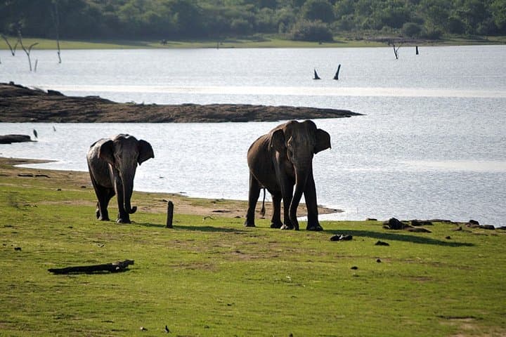 Buduruwagala and Udawalawe Private Safari from Tangalle: Rock Shrines & Wild Elephants photo 2