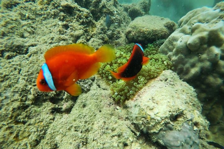 Hoi An 2-Day Private Tour: Cham Island Snorkeling & Hoi An Ancient Town photo 3