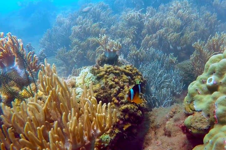Hoi An 2-Day Private Tour: Cham Island Snorkeling & Hoi An Ancient Town photo 4