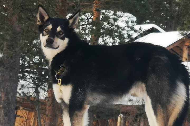Private Husky Sledding on the Alta River — Intimate Winter Ride in Alta Valley photo 5