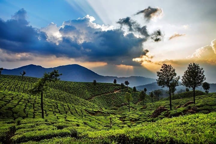 Highlights of South India: Luxury Kerala Backwaters, Munnar & Periyar Adventure