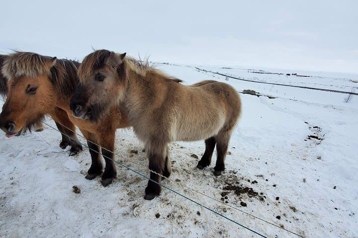 Private Golden Circle Day Tour from Reykjavik — Thingvellir, Geysir & Gullfoss photo 5