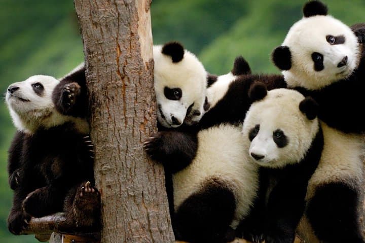 Chongqing to Chengdu Panda Base and Leshan Giant Buddha Private Day Tour