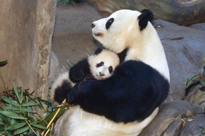Chongqing to Chengdu Panda Base and Leshan Giant Buddha Private Day Tour photo 6